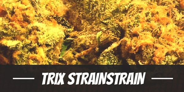 Trix Strain