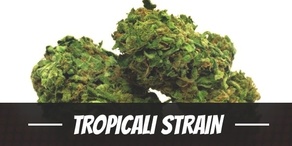 Tropicali Strain