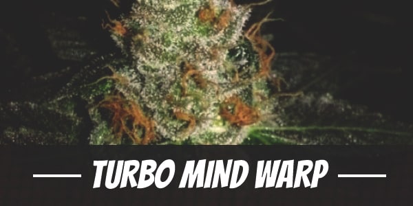 Turbo Mind Warp