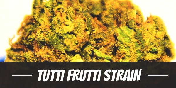 Tutti Frutti Strain