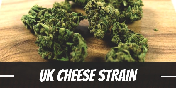 UK Cheese Strain