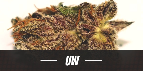 UW Strain