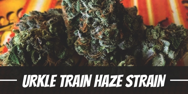 Urkle Train Haze Strain