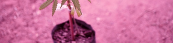 Using Pots After Cleaning