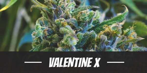 Valentine X Strain