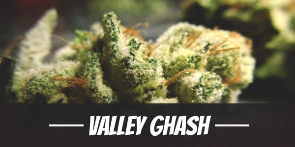 Valley Ghash Strain