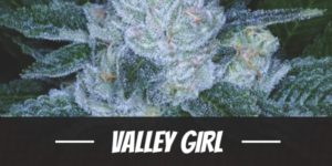 Valley Girl Strain