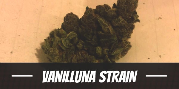 Vanilluna Strain