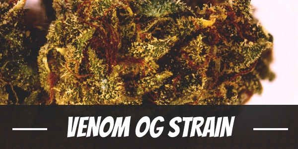 Venom OG Strain