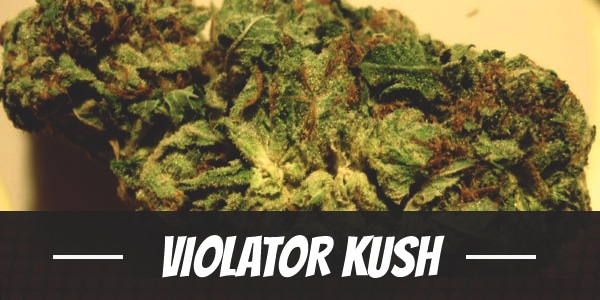 Violator Kush