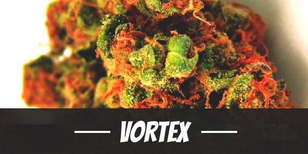 Vortex