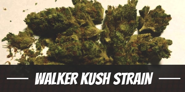 Walker Kush Marijuana Strain