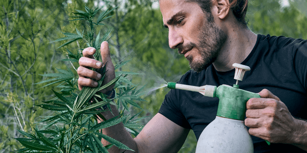 watering cannabis plants