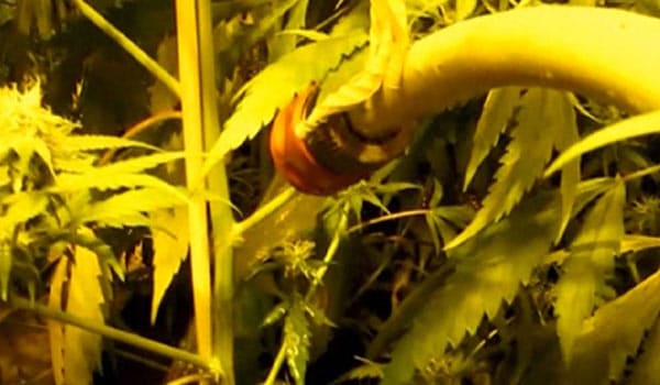 Watering marijuana