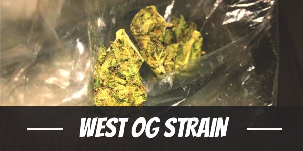 West OG Strain