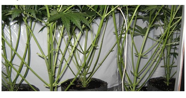 When to Lollipop your cannabis plant