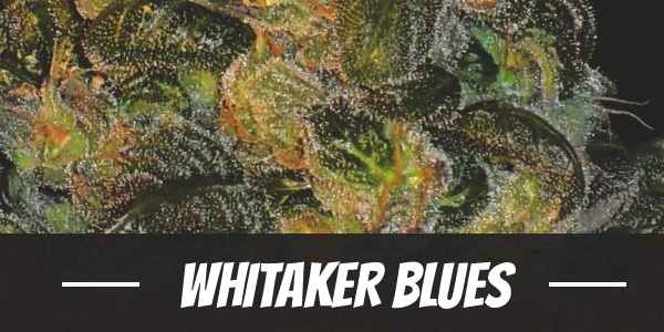 Whitaker Blues