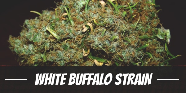 White Buffalo Strain