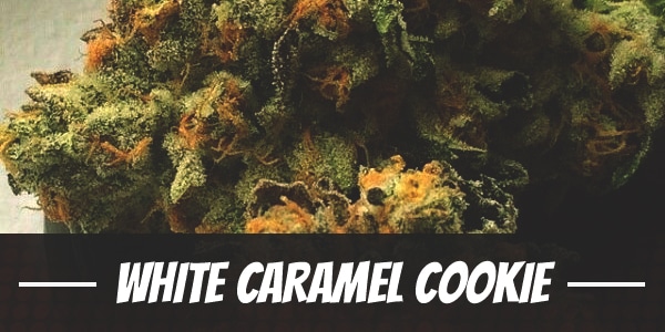 White Caramel Cookie