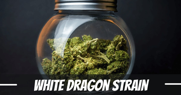 White Dragon strain