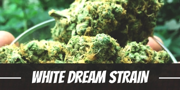 White Dream Strain