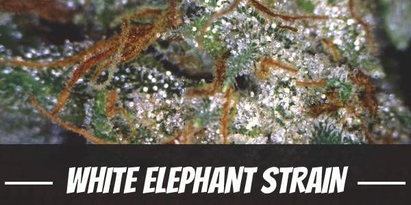 White Elephant Strain