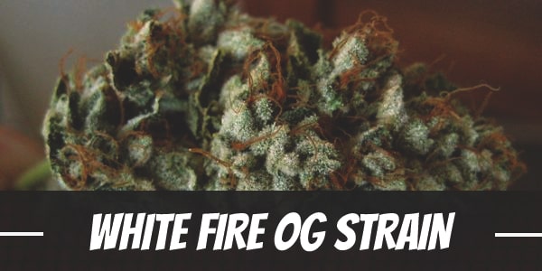 White Fire OG Strain