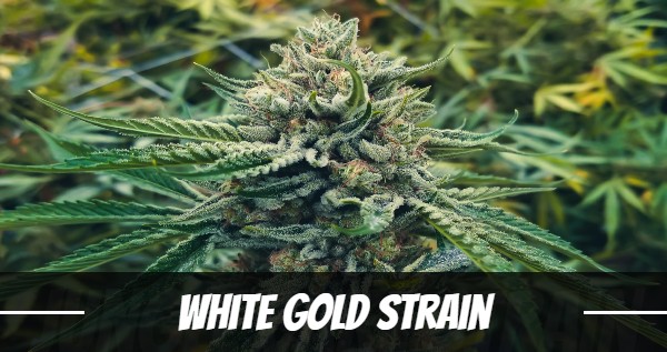 White Gold Strain