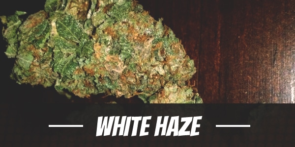 White Haze