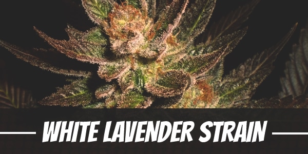 White Lavender Strain