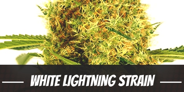 White Lightning Strain