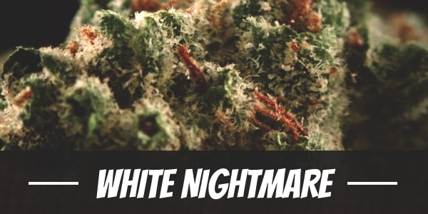 White Nightmare