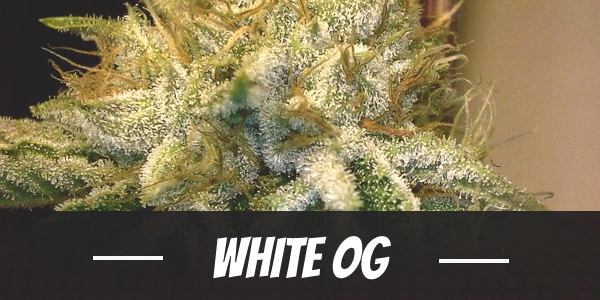 White OG