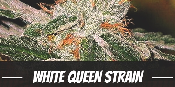 White Queen Strain