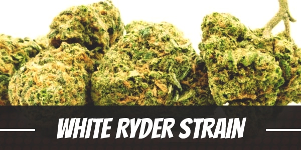 White Ryder weed Strain