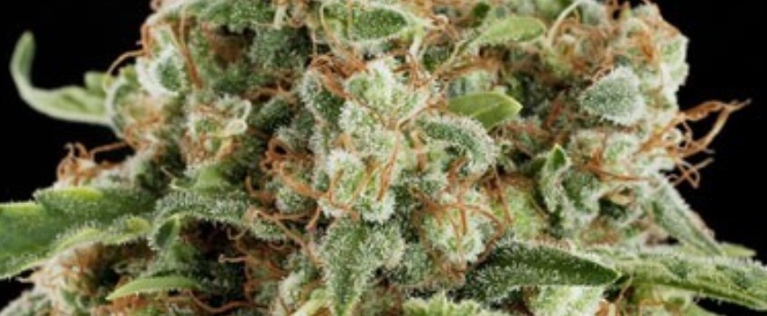 White Siberia Medical