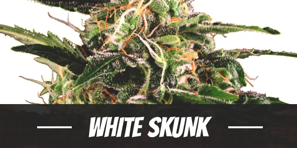 White Skunk