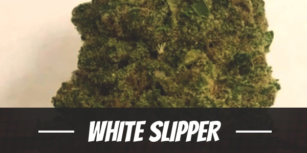 White Slipper