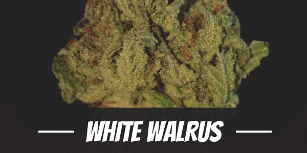 White Walrus