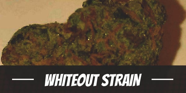 Whiteout Strain