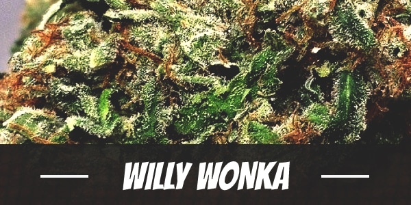 Willy Wonka