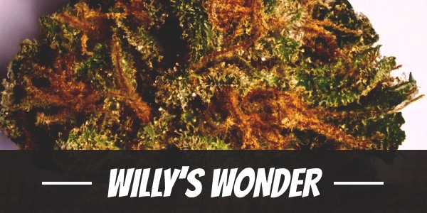 Willy’s Wonder