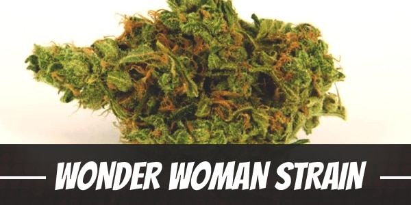 Wonder Woman Strain