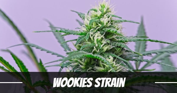 Wookies Strain