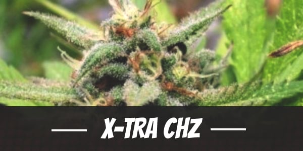 X-Tra Chz