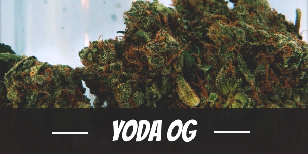 Yoda OG