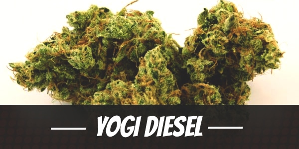 Yogi Diesel