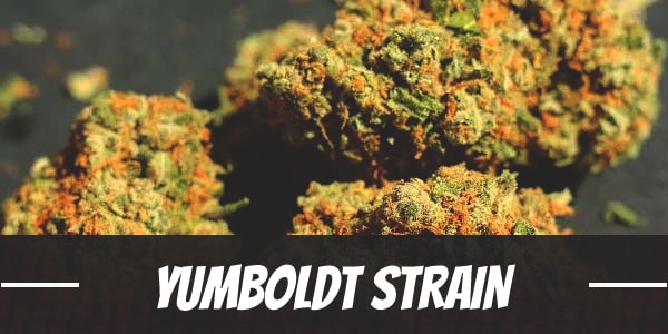 Yumboldt Strain