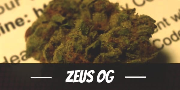 Zeus OG