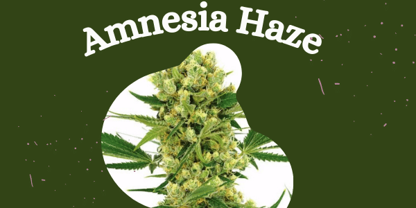 Amnesia Haze marijuana strain